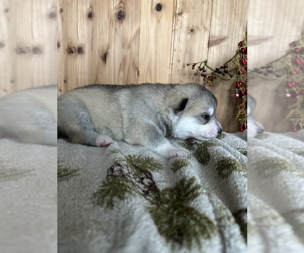 Medium Photo #2 Siberian Husky Puppy For Sale in STAPLES, MN, USA