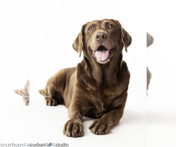 Medium Photo #2 - Mix Puppy For Sale in Tampa, FL, USA