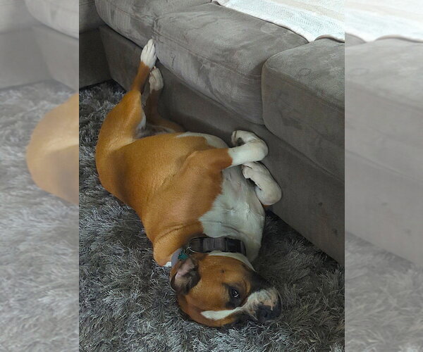 Medium Photo #2 Boxer Puppy For Sale in Austin, TX, USA