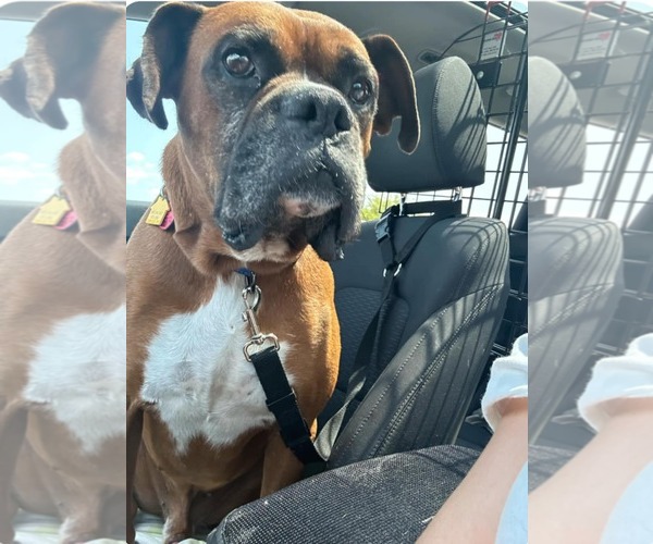 Medium Photo #2 Boxer Puppy For Sale in Burnsville, MN, USA