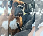 Small #1 Boxer
