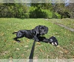 Small Photo #18 German Shorthaired Pointer Puppy For Sale in MCKINNEY, TX, USA