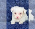 Small #1 Maltese