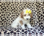 Small #5 Cavapoo