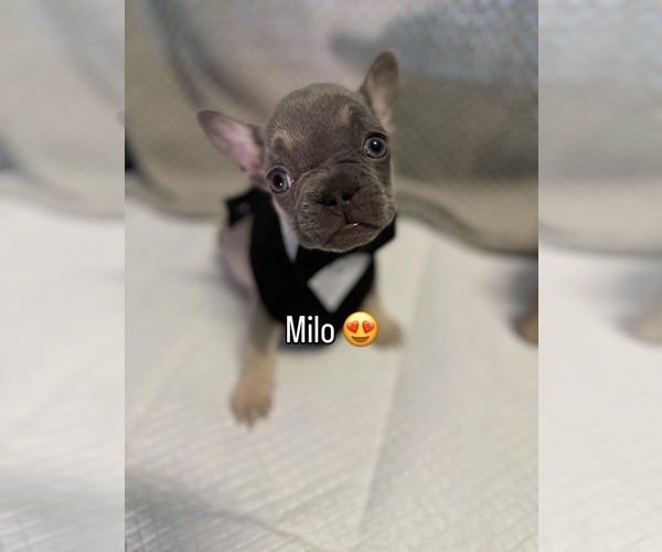 Medium Photo #9 French Bulldog Puppy For Sale in YUCAIPA, CA, USA