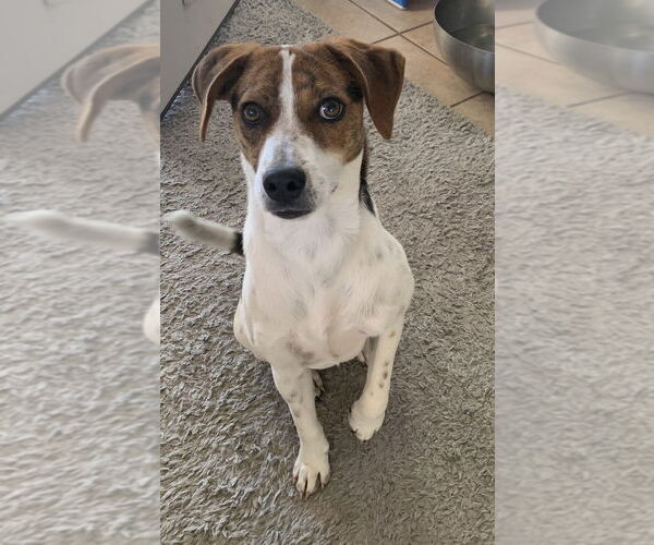 Medium Photo #4 Beagle-Unknown Mix Puppy For Sale in Boston, MA, USA