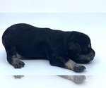 Small #2 Schnauzer (Miniature)