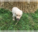 Small Photo #10 Golden Retriever Puppy For Sale in ARCHBALD, PA, USA