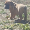 Small Photo #4 Bullmastiff Puppy For Sale in BORGER, TX, USA
