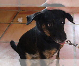 Star - Female Labrador Retriever-Unknown Mix Dog for Adoption - Photo #4