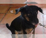 Small #10 Labrador Retriever Mix