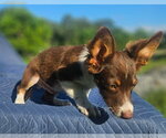 Small #1 Australian Shepherd-Chihuahua Mix