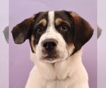 Small Photo #3 Great Pyrenees-Saint Bernard Mix Puppy For Sale in Sheridan, CO, USA