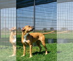Small #1 Mutt