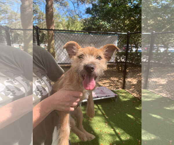 Medium Photo #2 Irish Terrier-Unknown Mix Puppy For Sale in Hilton Head, SC, USA