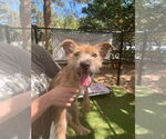 Small #1 Irish Terrier Mix
