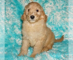 Labradoodle Puppy for sale in LA HABRA, CA, USA