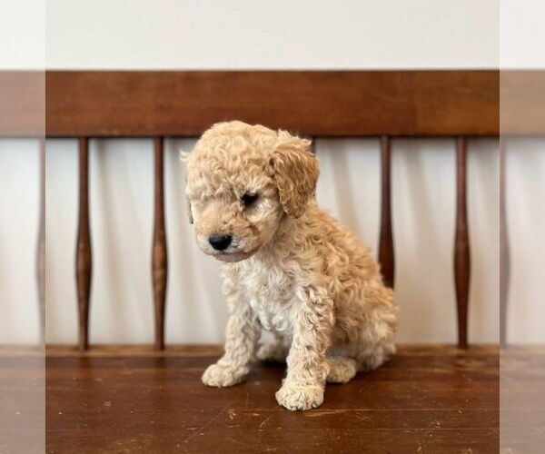 Medium Photo #3 Miniature Labradoodle Puppy For Sale in COATESVILLE, PA, USA