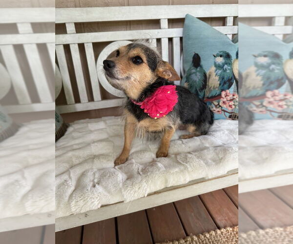 Medium Photo #3 Mutt Puppy For Sale in Oak Bluffs, MA, USA