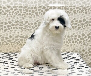 Miniature Bernedoodle Puppy for sale in DENVER, PA, USA
