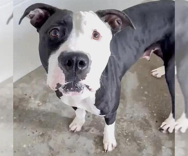Medium Photo #2 American Pit Bull Terrier-Unknown Mix Puppy For Sale in Houston, TX, USA
