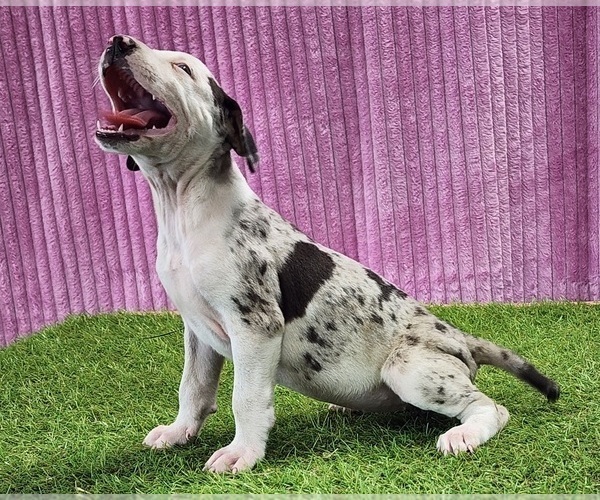 Medium Photo #6 Catahoula Leopard Dog Puppy For Sale in CUMBY, TX, USA