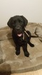 Small Photo #1 Labrador Retriever Puppy For Sale in PEKIN, IN, USA