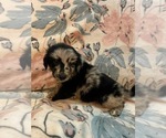 Small #21 Aussiedoodle Miniature 