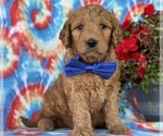 Small #3 Goldendoodle