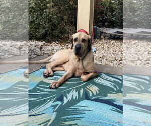 Brazilian Mastiff Dogs for adoption in Jasper, AL, USA