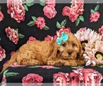 Small Photo #3 Cavapoo Puppy For Sale in BIRD IN HAND, PA, USA