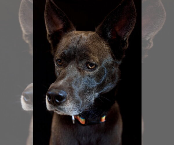 Medium Photo #2 Siberian Husky-Unknown Mix Puppy For Sale in West Cornwall, CT, USA