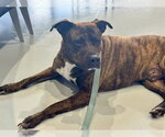 Small #1 American Pit Bull Terrier