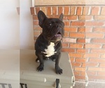 Small #3 French Bulldog