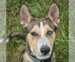 Small #2 Gerberian Shepsky