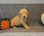 Small Photo #1 Double Doodle Puppy For Sale in BOTHELL, WA, USA