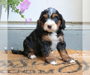 Bernedoodle (Miniature) Puppy for sale in LITITZ, PA, USA