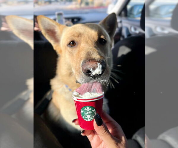 Medium Photo #4 German Shepherd Dog Puppy For Sale in Phoenix, AZ, USA