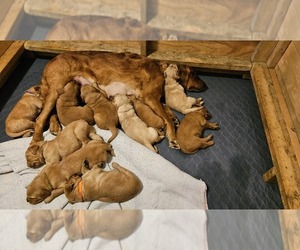 Golden Retriever Puppy for sale in ALMOND, WI, USA