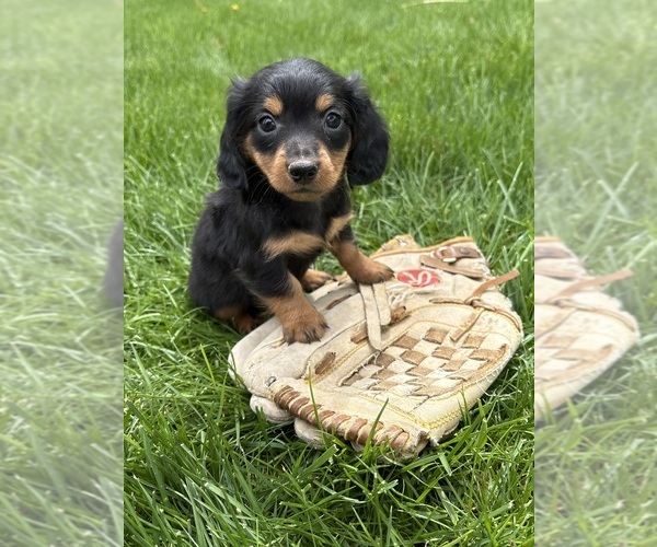 Medium Photo #3 Dachshund Puppy For Sale in MIDDLEBURY, IN, USA