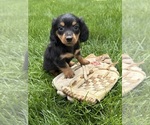 Small #2 Dachshund
