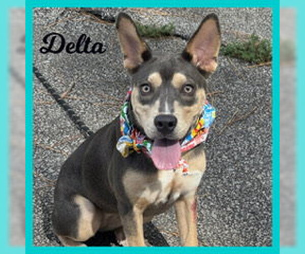 Medium Photo #3 Australian Kelpie-Unknown Mix Puppy For Sale in Shillington, PA, USA