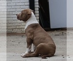 Puppy boots American Bully