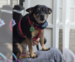 Small #6 American Rat Pinscher