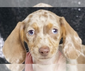 Dachshund Litter for sale in WARSAW, IN, USA