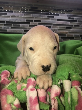 Medium Photo #1 Dogo Argentino Puppy For Sale in SAN ANTONIO, TX, USA