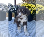 Small Photo #1 Aussiedoodle Puppy For Sale in CENTER, KY, USA