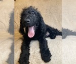 Small Photo #2 Labradoodle Puppy For Sale in EAST FREETOWN, MA, USA