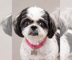 Shih Tzu Dogs for adoption in Kennesaw, GA, USA