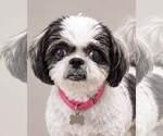 Edna - Female Shih Tzu Dog for Adoption - Small photo
